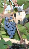 Découverte du vignoble du Clos Rabelais - Journées du Patrimoine 2022